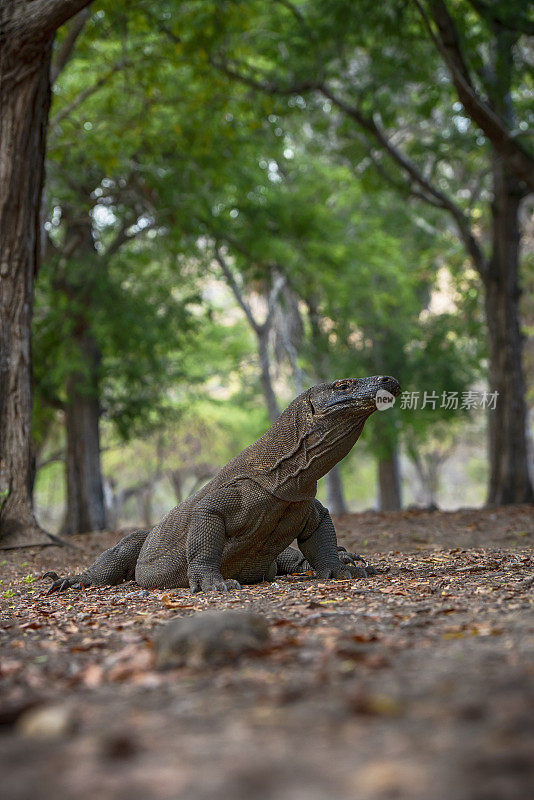 野生动物拍摄的科莫多龙(Varanus komodoensis)